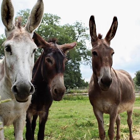 Agriturismo Il Capannone モンテメラノ エクステリア 写真