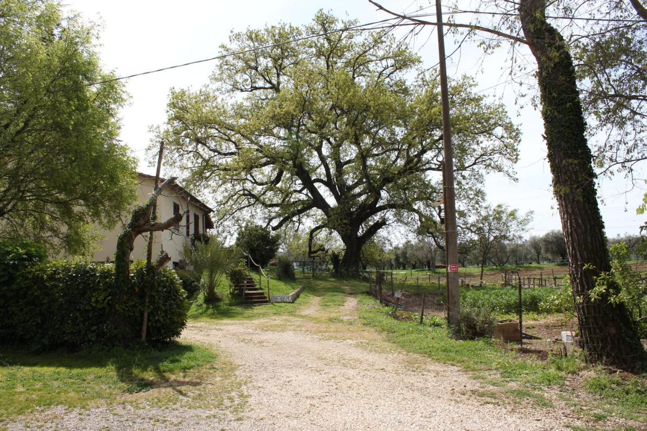 Agriturismo Il Capannone モンテメラノ エクステリア 写真